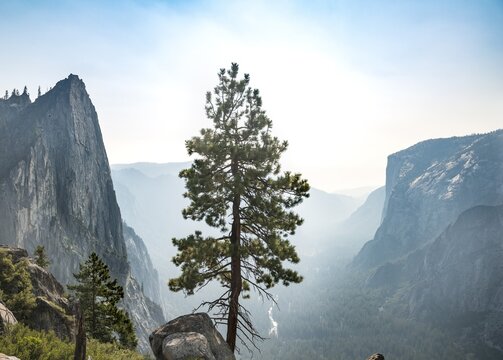 Tree, view of Yosemite Valley, Taft Point, El Capitan, Yosemite National Park, California, USA