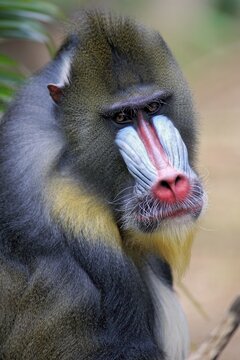 Mandrill (Mandrillus sphinx), adult male, captive, Africa