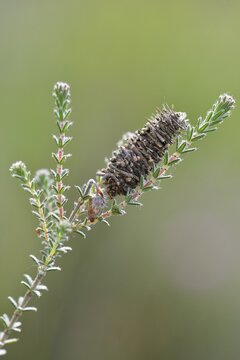 Cocoon of the Hellbrauner Moor-Sacktr&auml;ger butterfly (Megalophanes viciella), Emsland, Lower Saxony, Germany