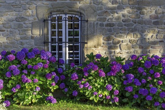 Stone house with hydrangeas, Carnac, D&eacute;partement Morbihan, France
