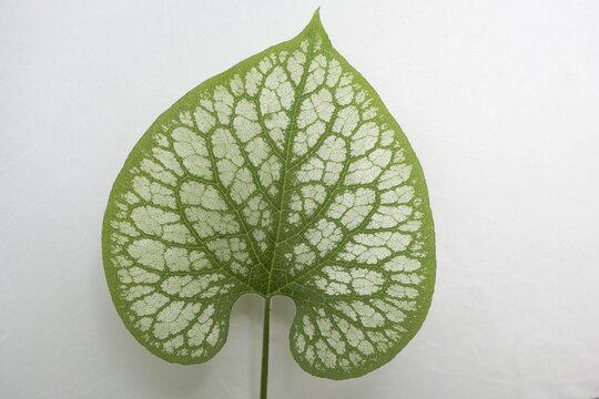 Siberian Bugloss (Brunnera macrophylla 'Jack Frost'), leaf, native to the Caucasus
