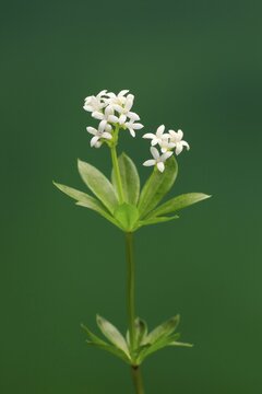 Woodruff (Asperula odorata), flower, flowering, perennial, Ellerstadt, Germany