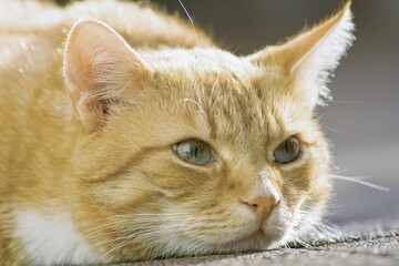Domestic cat, orange tabby, male, Germany