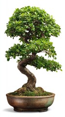 Bonsai tree in potted container