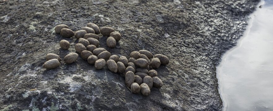 Reindeer droppings, Norrbotten County, Sweden