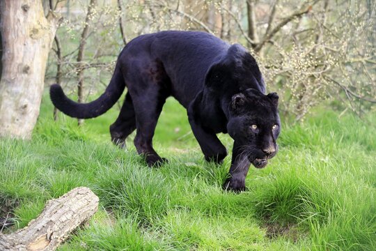 Jaguar, Black Panther (Panthera onca), adult, alert, walking in the grass, captive, England, United Kingdom
