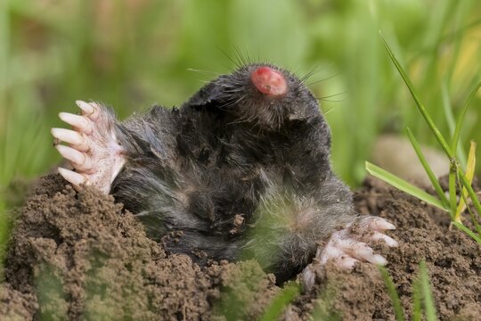 European mole (Talpa europaea) on molehill, Hesse, Germany