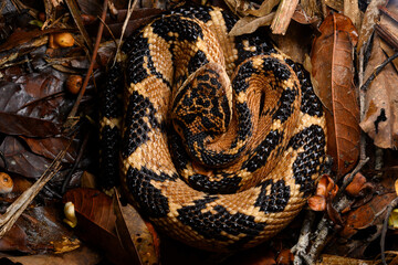 Herpetofauna