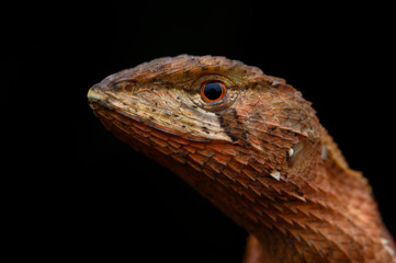 Herpetofauna