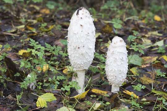 Lawyer's wig, shaggy ink cap (Coprinus comatus), fungus, Lake Steinhude, Lower Saxony, Germany