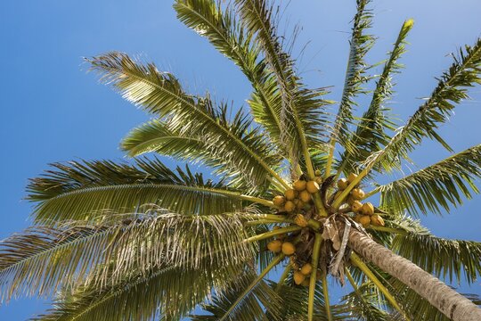 Coconut palm (Cocos nucifera) with coconuts, Rarotonga, Cook Islands