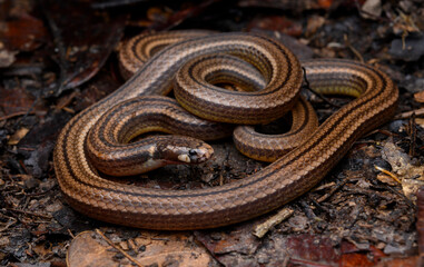 Herpetofauna