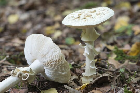 False death cap (Amanita citrina), Emsland, Lower Saxony, Germany