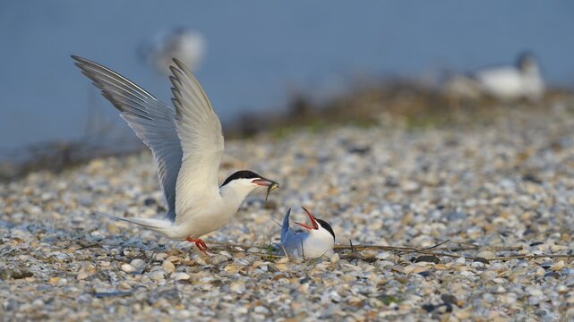 Common Tern (Sterna hirundo), male handing over a bridal gift to a female, breeding colony on a shell bank, Wagejot Nature Reserve, Texel, West Frisian Islands, province of North Holland, Netherlands