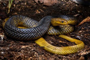 Herpetofauna
