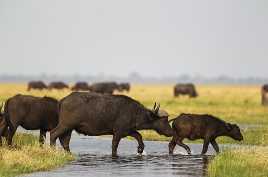 Cape Buffalo (Syncerus caffer caffer), female with calf crossing a stream in the Savuti marsh, Chobe National Park, Botswana