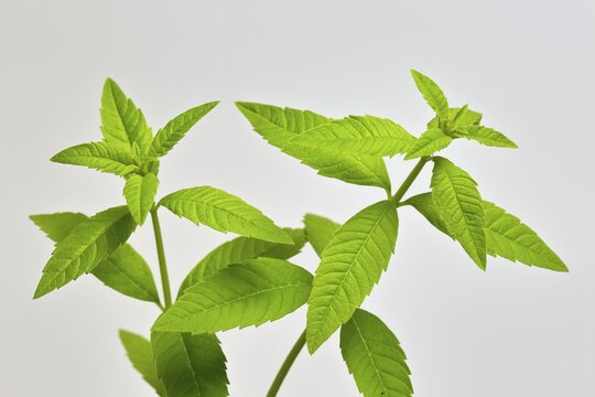 Lemon verbena (Aloysia triphylla), leaves, herbs, Ellerstadt, Germany