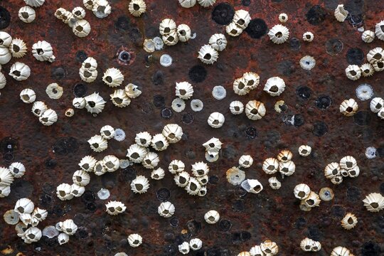 Dead Barnacles (Balanidae) on a rusty hull, Iceland