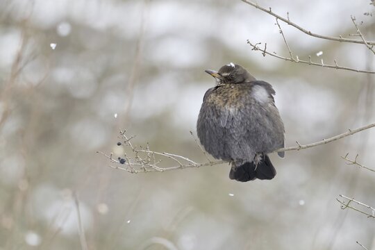 Blackbird (Turdus merula), female, sitting on branch, snowfall, Hesse, Germany
