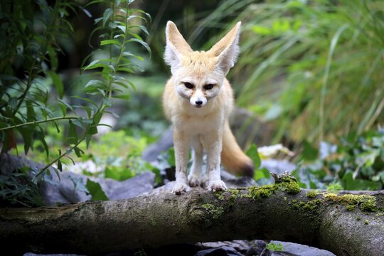 Fennec, fennec fox (Vulpes zerda), adult, watchful, captive, Occurrence North Africa