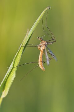 Crane fly (Tipula sp.)