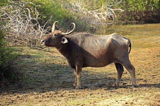 Wild water buffalo (Bubalus arnee), adult female, Yala National Park, Sri Lanka