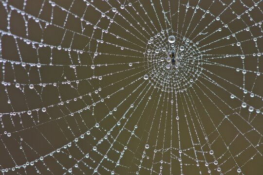 Spider's web with dew drops, Emsland, Lower Saxony, Germany
