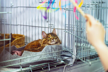 Cat in the cage plays with toy. Cat in metal shelter cage watching bright toy with alert expression while waiting for attention. Concept of cat care, pet shelter life, volunteer interaction