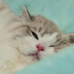 Fototapeta premium Sleeping cat close-up. Fluffy cat resting peacefully in warm cozy shelter, wrapped in care and safety. Concept of pet calmness, cat care and quiet waiting for adoption