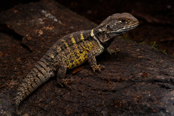 Fototapeta premium Herpetofauna