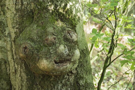 Facial-like adhesion on a tree trunk, Hesse, Germany