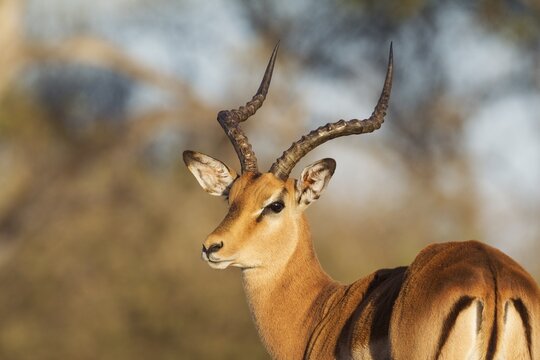 Impala (Aepyceros melampus), male, Okavango Delta, Moremi Game Reserve, Botswana