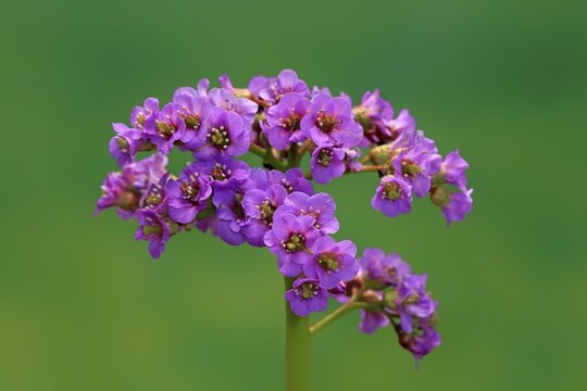 Bergenia, Heartleaf Bergenia (Bergenia cordifolia), flower, flowering, Ellerstadt, Germany