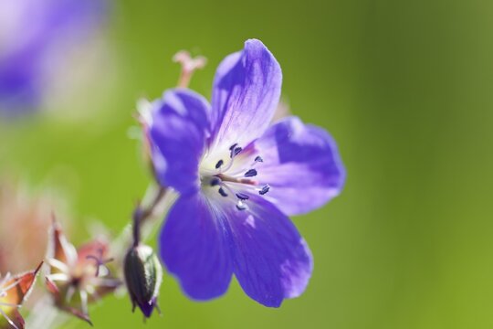 Meadow cranesbill (Geranium pratense), Budir, Sn&aelig;fellsness, Sn&aelig;fellsnes, Iceland, Europe