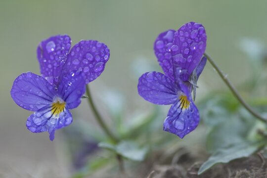 Heartsease (Viola tricolor), Emsland, Germany, Europe