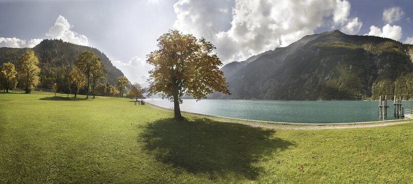 Autumn at Lake Achensee near Achen Church with a maple tree on a green meadow, backlighting, Achensee, Tyrol, Austria, Europe