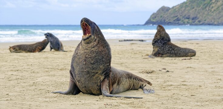 New Zealand sea lions, also Hooker's sea lions or whakahao (Phocarctos hookeri) on sand, Cannibal Beach, New Haven, The Catlins, South Island, New Zealand