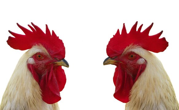Two roosters standing across from one another looking each other in the eyes