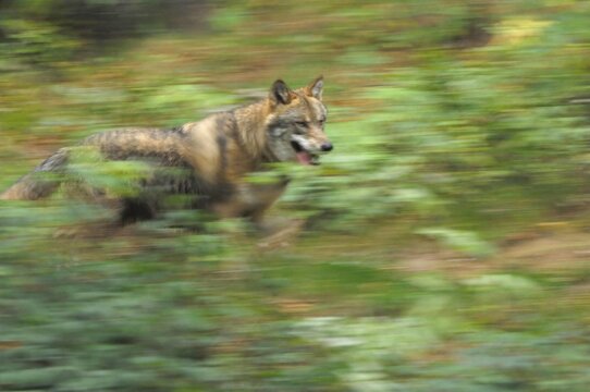 Wolf (canis lupus) running through a autumnal forest, Bavarian Forest, Bavaria, Germany