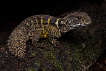 Herpetofauna