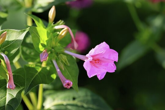 Four o'clock flower (Mirabilis jalapa), flowering, blossom, Elllerstadt, Germany