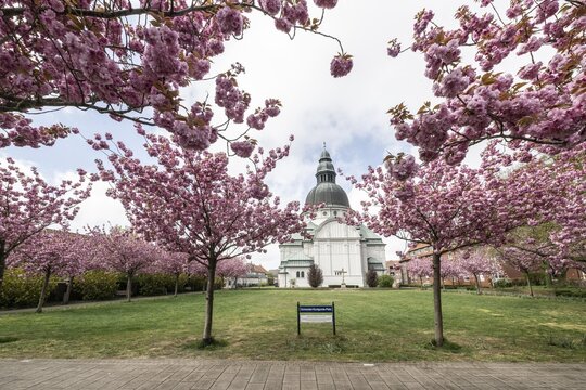 Japanese flowering cherries (Prunus serrulata Kanzan) in front of St Martin's Church in Haren, Emsland, Lower Saxony, Germany