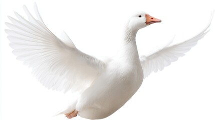 Obraz premium A beautiful white goose gracefully spreading its wings. This image captures the essence of freedom and nature. Perfect for wildlife enthusiasts and outdoor themes. AI.