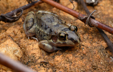 Herpetofauna