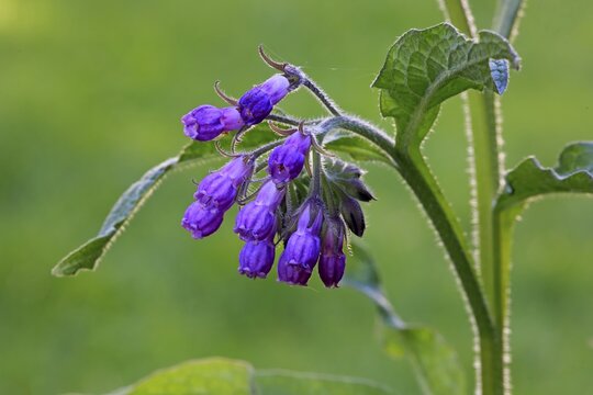 Common comfrey (Symphytum officinale), blossom, blossoming, Germany