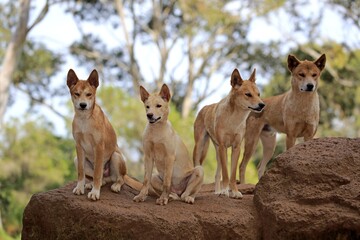 Dingos Canis Familiaris Dingo Adult