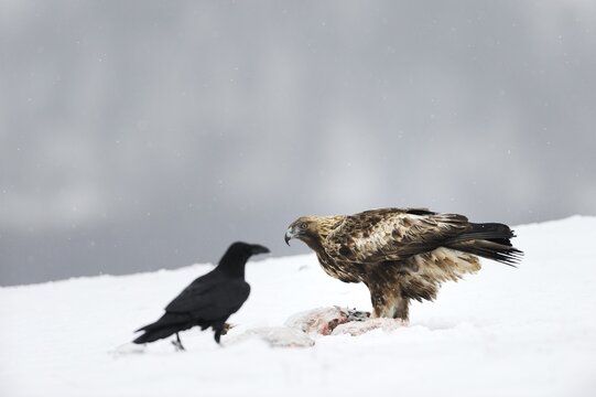 Raven (Corvus corax) and a Golden Eagle (Aquila chrysaetos), at a bait site, Sinite Kamani Nature Park, Bulgaria, Europe
