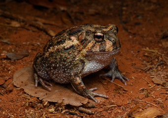 Herpetofauna