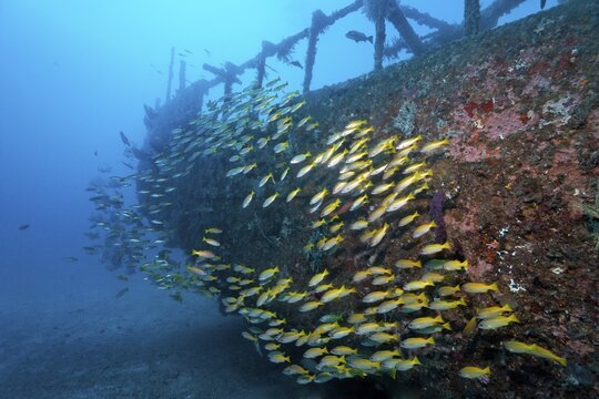School of Bigeye Snappers (Lutjanus lutjanus), stern of the Alma Jane wreck, Sabang Beach, Puerto Galera, Mindoro, Philippines