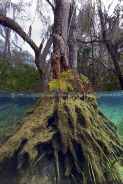 Underwater root, above water tree, back jungle, Rainbow River, Rainbow Springs State Park, Dunnelon, Florida, USA